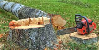 Best Root Management and Removal  in Huntingdon, TN