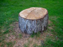 Trusted Huntingdon, TN Tree Removal Experts