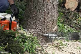 Best Stump Grinding and Removal  in Huntingdon, TN