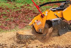 Best Tree Disease Treatment  in Huntingdon, TN
