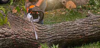 Best Tree Maintenance Programs  in Huntingdon, TN