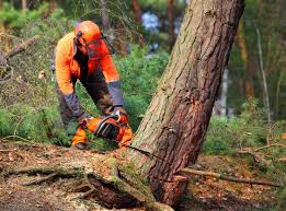 Best Utility Line Clearance  in Huntingdon, TN