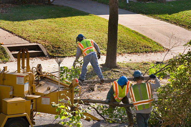 Best Tree Cabling and Bracing  in Huntingdon, TN