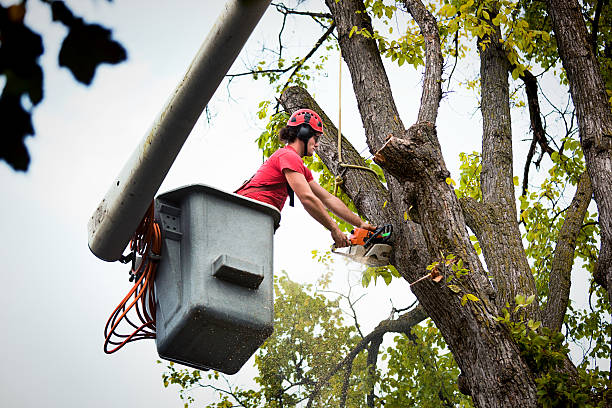 Best Arborist Consultation Services  in Huntingdon, TN