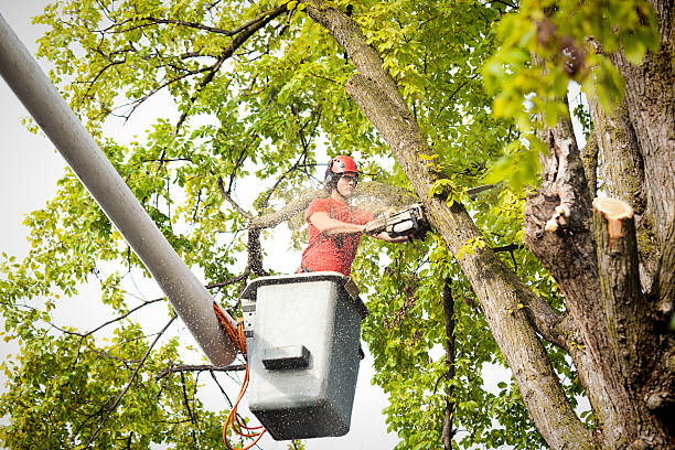 Best Tree Trimming and Pruning  in Huntingdon, TN